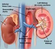 Branches of Science Branches of Science