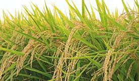Major Crops of India Major Crops of India
