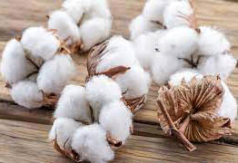 Major Export Products of India Major Export Products of India