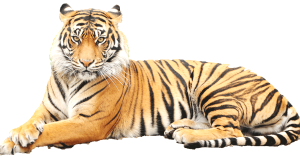 National Animal of India National Animal of India