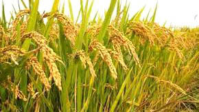 Principal Crops and Their Primary Producers in India Principal Crops and Their Primary Producers in India