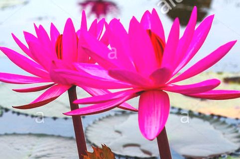 Symbols of States and Union Territories of India Symbols of States and Union Territories of India