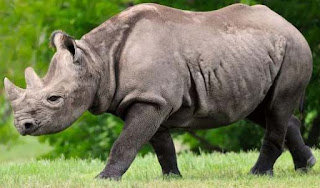 আসামের বন্যপ্রাণী কুইজ আসামের বন্যপ্রাণী কুইজ