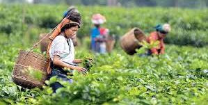 চা কুইজ চা কুইজ