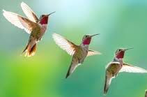 বিশ্বের সবচেয়ে ছোট-কুইজ বিশ্বের সবচেয়ে ছোট-কুইজ