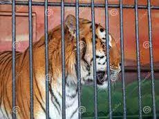 A Tiger in the Zoo Question Answer | Class X A Tiger in the Zoo Question Answer