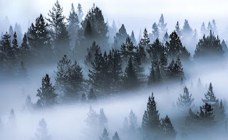 Fog Question Answer | Class X Fog Question Answer