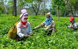 Tea From Assam Question Answer | Class X Tea From Assam Question Answer