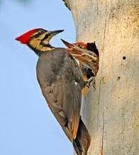 The Legend of the Northland | Question Solutions The Legend of the Northland Question Solutions