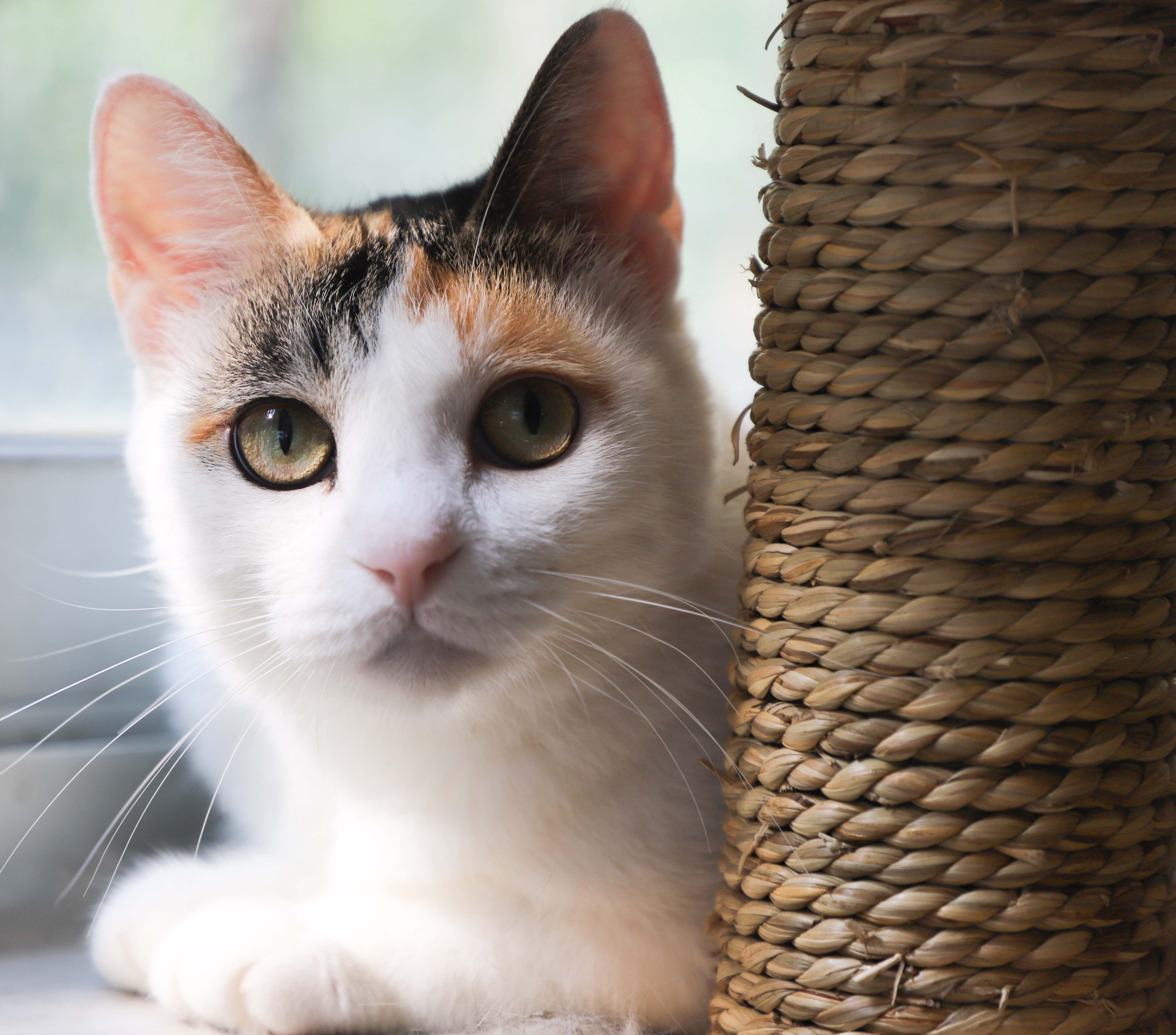 The Cat Essay 1 The Cat