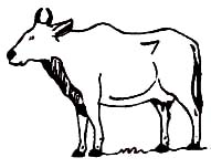 The Cow Essay 1 The Cow Essay