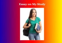 Essay on My Study Essay on My Study