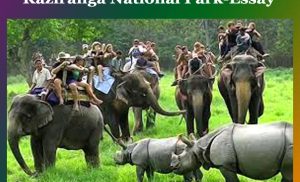 Kaziranga National Park-Essay 1 Kaziranga National Park-Essay