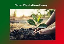 Tree Plantation-Essay Tree Plantation-Essay