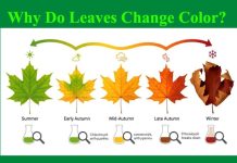 Why Do Leaves Change Color? Why Do Leaves Change Color