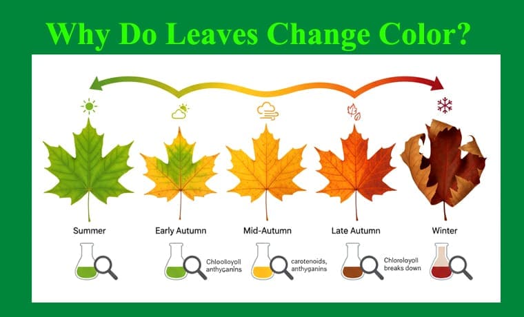 Why Do Leaves Change Color? 1 Why Do Leaves Change Color